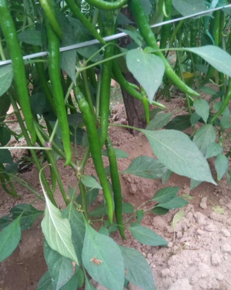 河南鲜辣椒301青皮辣椒电商市场泡椒线椒尖椒产地