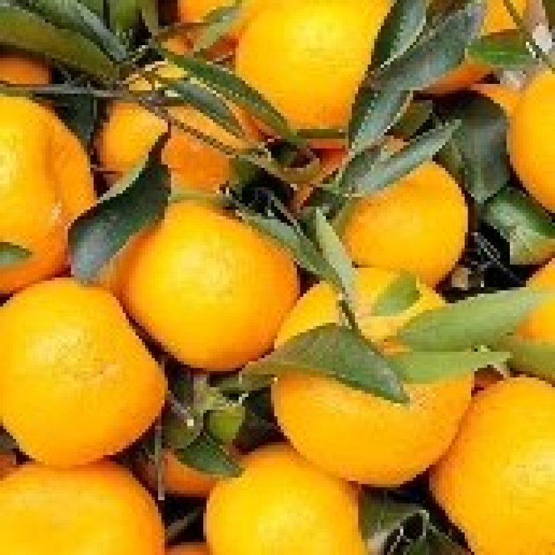 爱媛果冻橙上市中入口化渣甜度高果色靓丽备货快承接电商批发代发