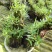 2025年霍山米斛苗正在拔1-3年苗种植季节，量大价优