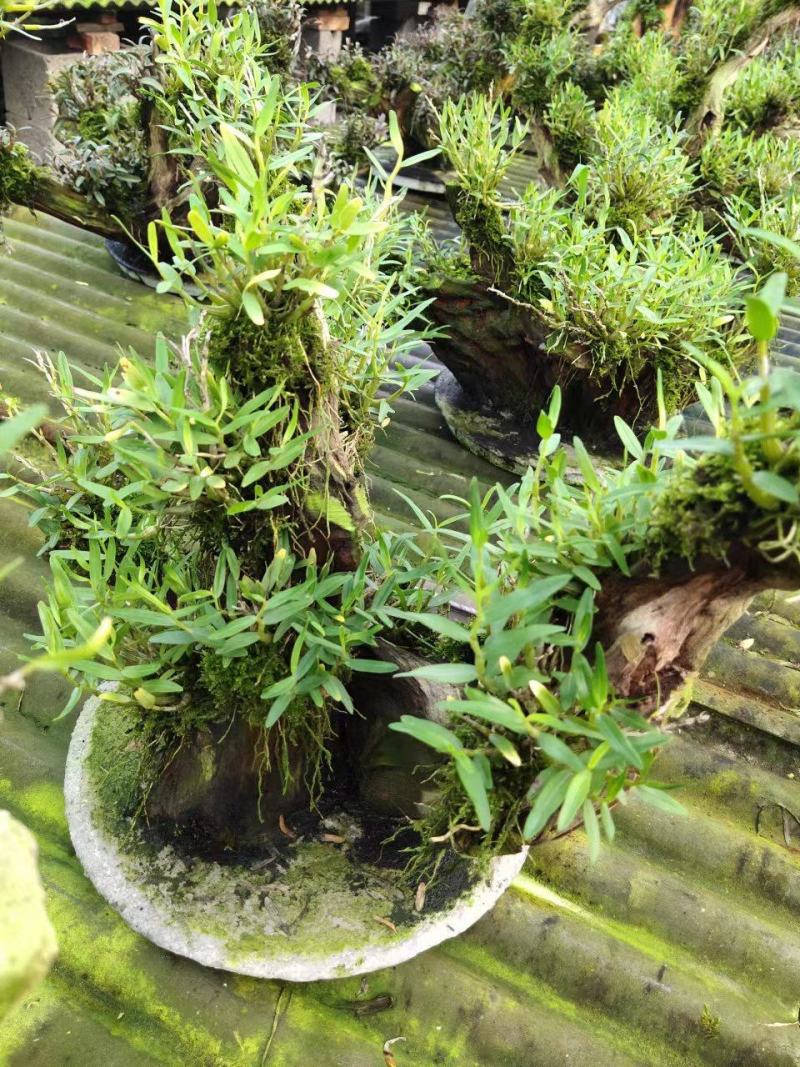 2025年霍山米斛苗正在拔1-3年苗种植季节，量大价优