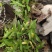 2025年霍山米斛苗正在拔1-3年苗种植季节，量大价优