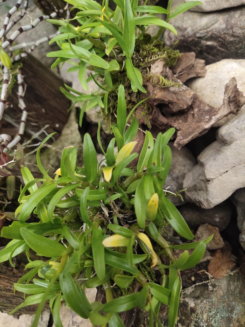 2025年霍山米斛苗正在拔1-3年苗种植季节，量大价优