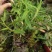 2025年霍山米斛苗正在拔1-3年苗种植季节，量大价优