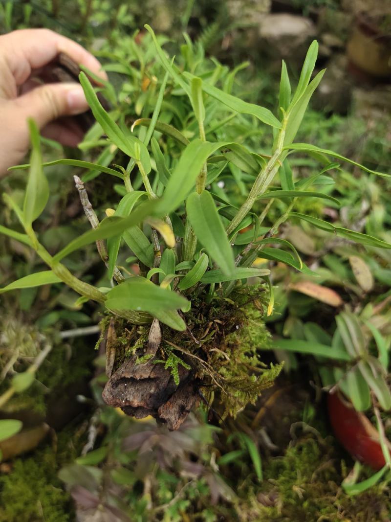 2025年霍山米斛苗正在拔1-3年苗种植季节，量大价优