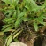 2025年霍山米斛苗正在拔1-3年苗种植季节，量大价优
