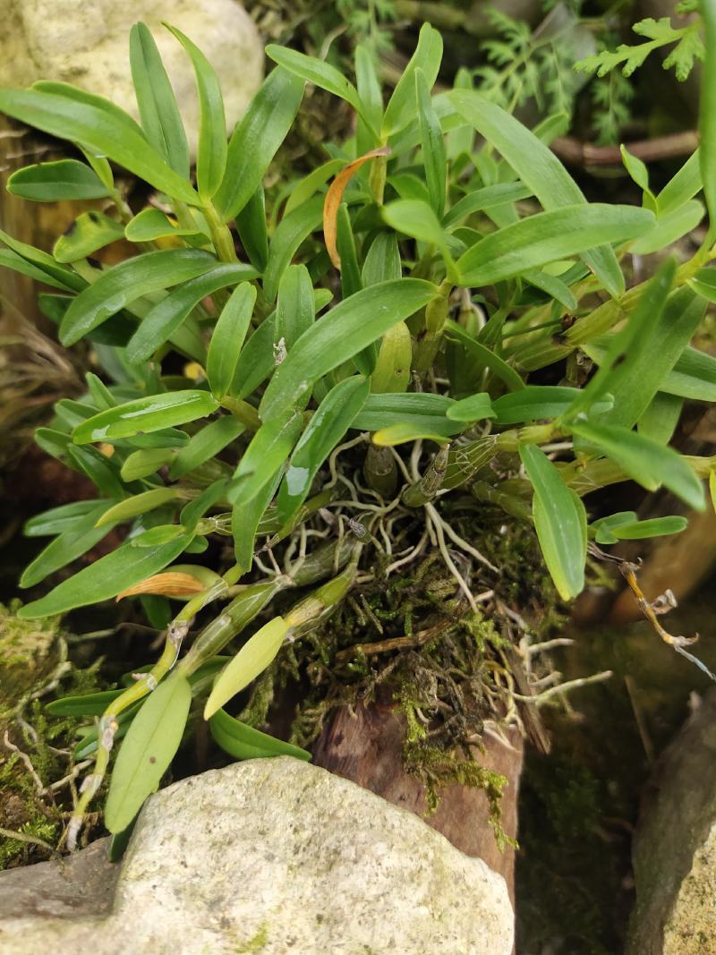 2025年霍山米斛苗正在拔1-3年苗种植季节，量大价优