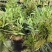 2025年霍山米斛苗正在拔1-3年苗种植季节，量大价优