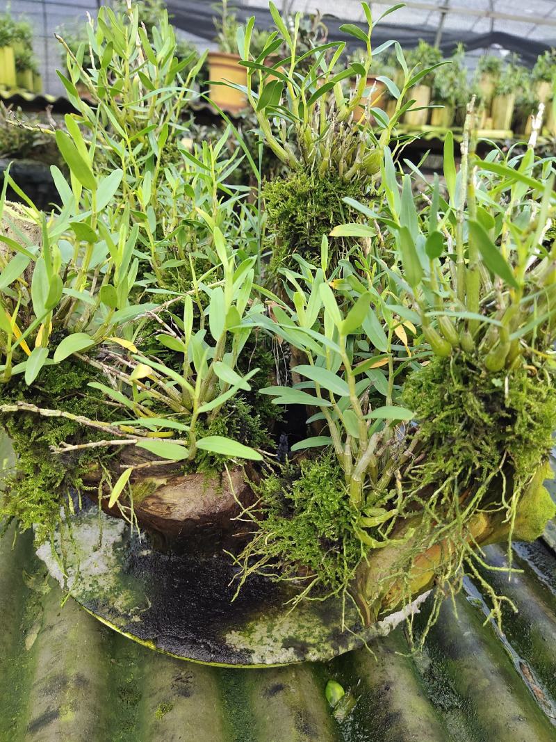 2025年霍山米斛苗正在拔1-3年苗种植季节，量大价优