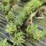2025年霍山米斛苗正在拔1-3年苗种植季节，量大价优