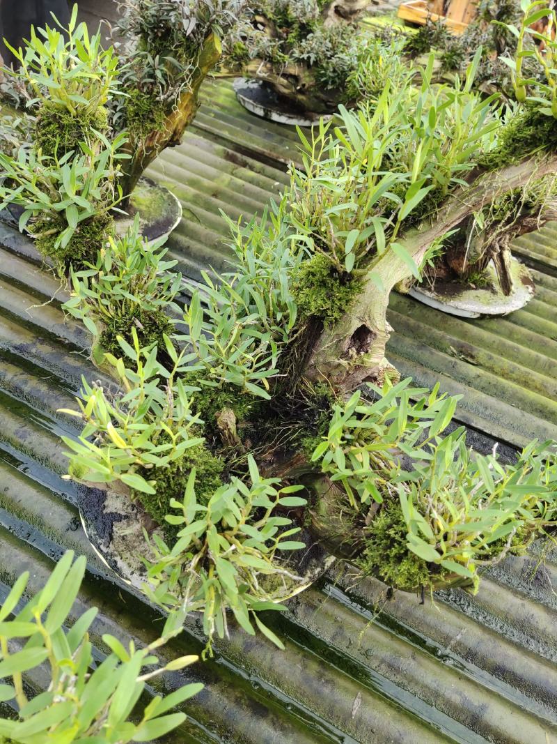 2025年霍山米斛苗正在拔1-3年苗种植季节，量大价优