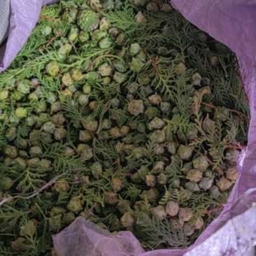 柏树籽