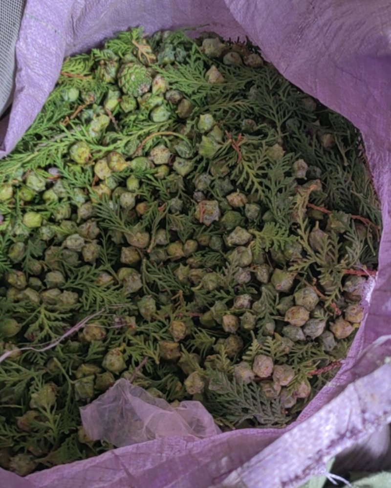 柏树籽