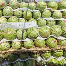 内蒙古赤峰万亩良田，产出西瓜，品种多样，老板们速来选购。