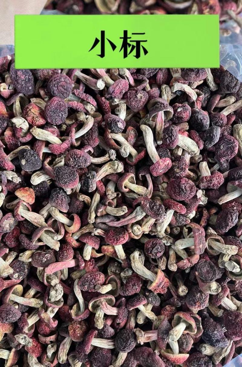 【云南野生红菇】云南野生小红菇丁菇红蘑菇当季新货包邮
