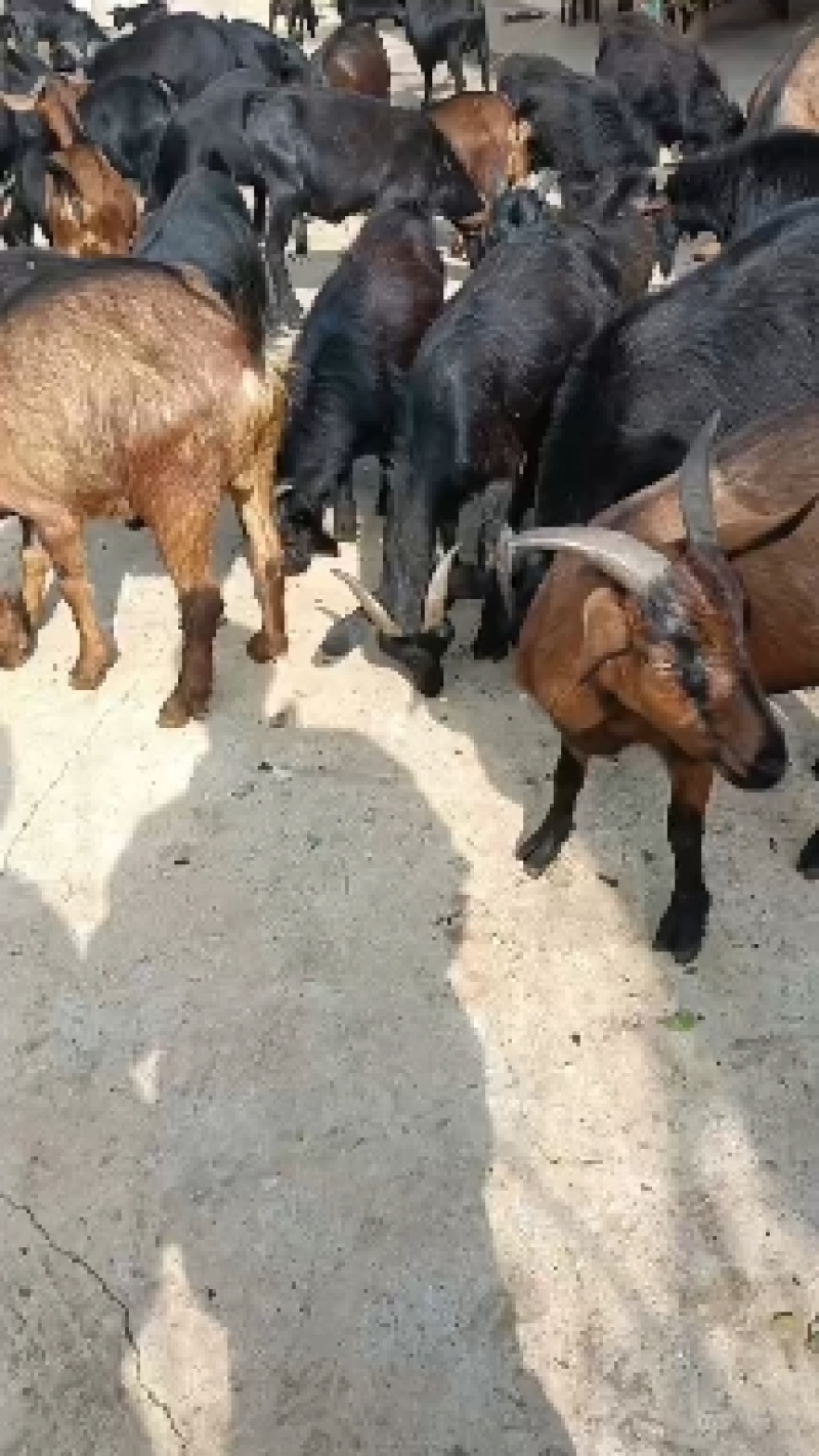 正宗本地黑山羊，还有土黄牛