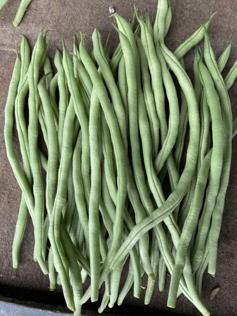 精品豆王