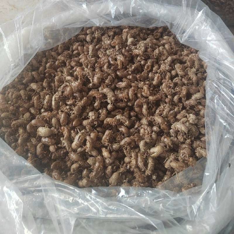 蝉蜕常年供应欢迎老板考察长期供货