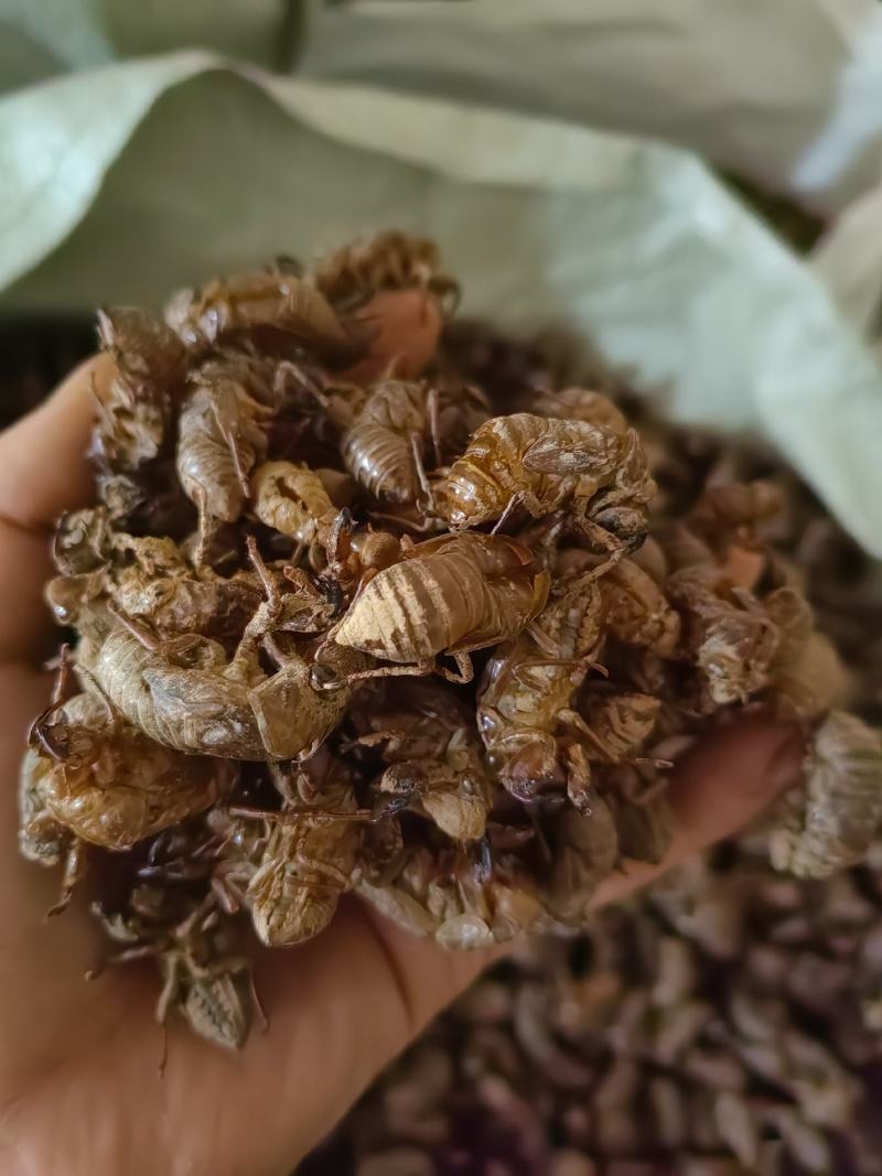 蝉蜕常年供应欢迎老板考察长期供货