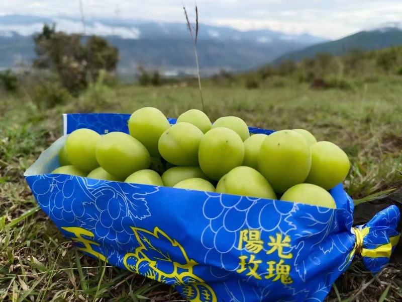 陕西户太八号阳光玫瑰、红提现货，质量保障，市场货电商平台