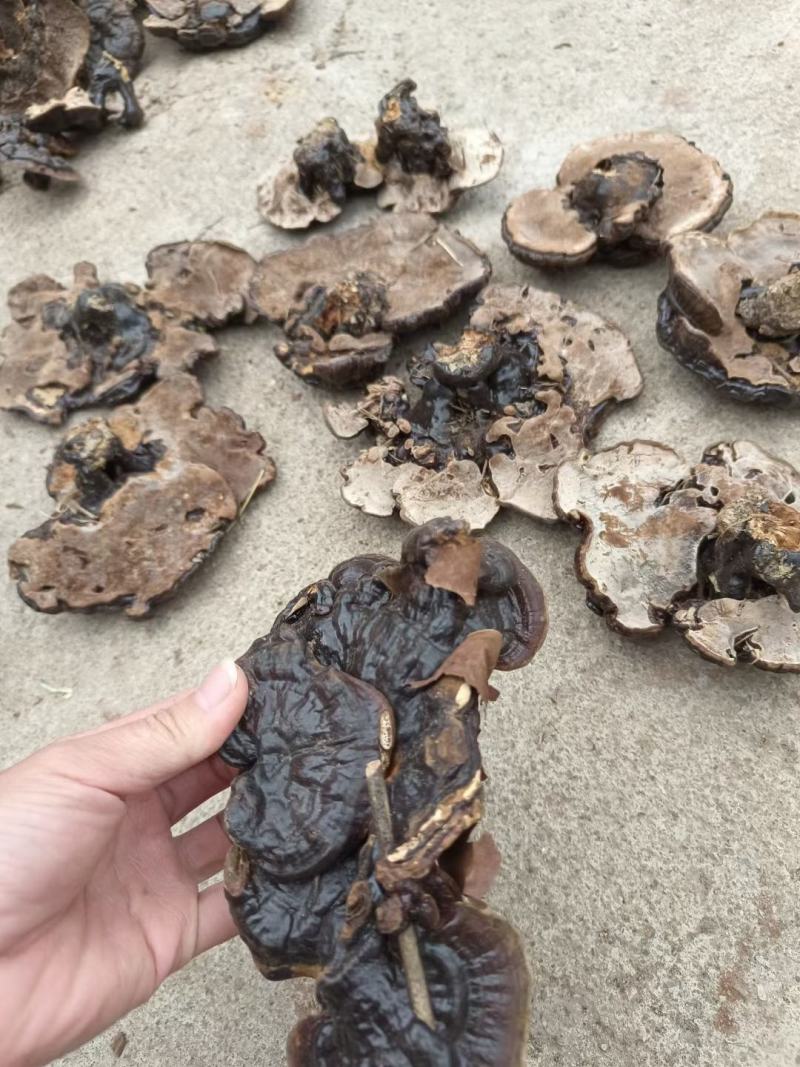 林下短脚紫灵芝高山仿野生灵芝黑灵芝批发