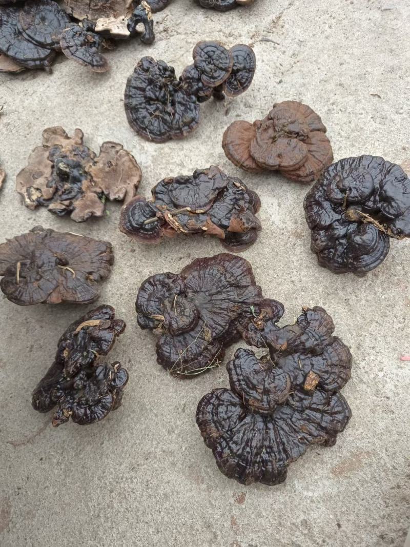 林下短脚紫灵芝高山仿野生灵芝黑灵芝批发