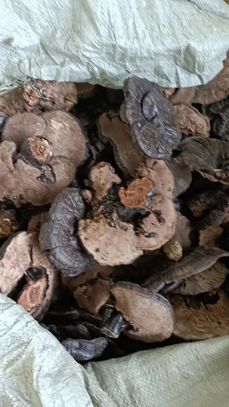 林下短脚紫灵芝高山仿野生灵芝黑灵芝批发