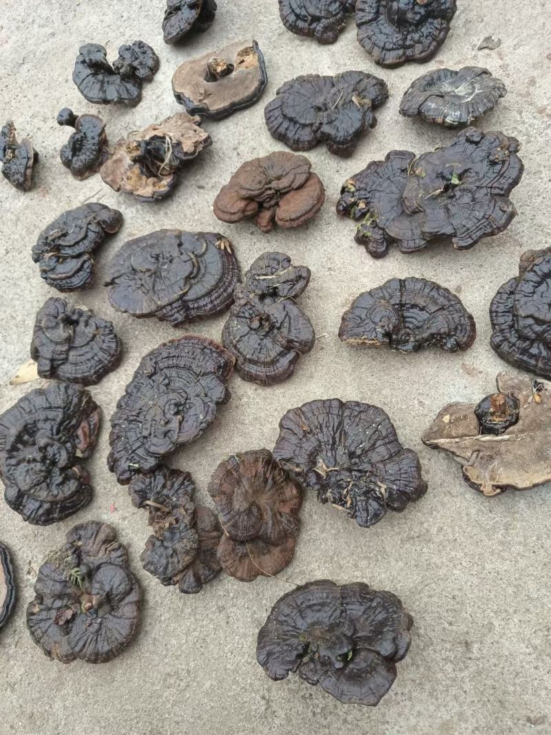 林下短脚紫灵芝高山仿野生灵芝黑灵芝批发
