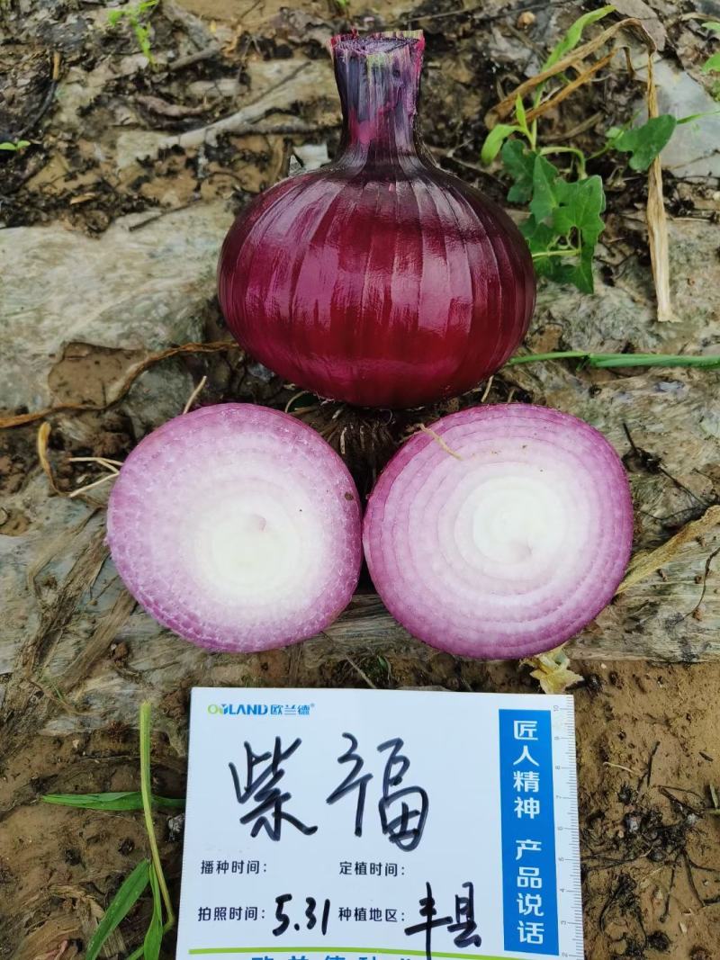 欧兰德洋葱种子紫福紫红皮洋葱种子中高桩高圆球洋葱籽口感好