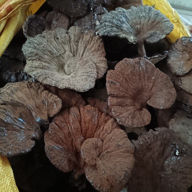 紫灵芝不苦江西灵芝黑灵芝