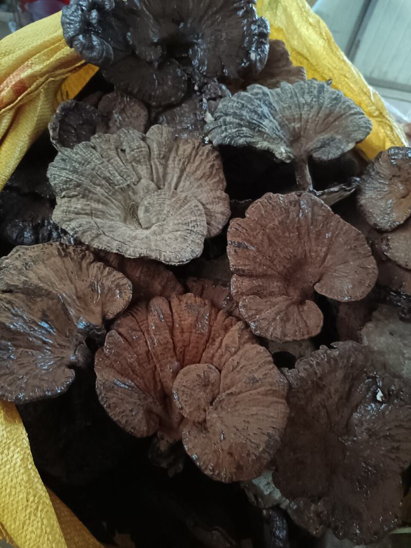 紫灵芝不苦江西灵芝黑灵芝