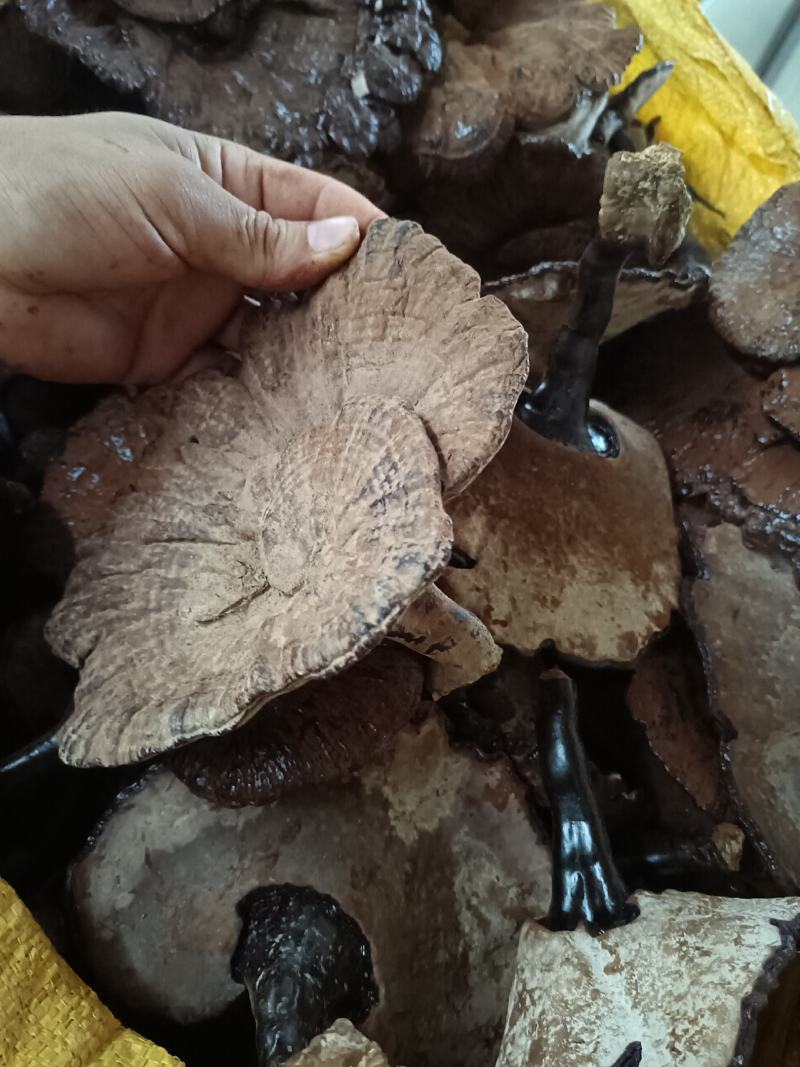 紫灵芝不苦江西灵芝黑灵芝