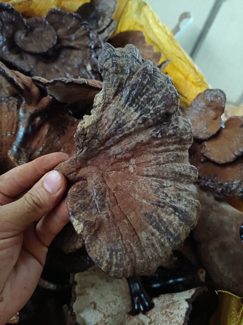 紫灵芝不苦江西灵芝黑灵芝