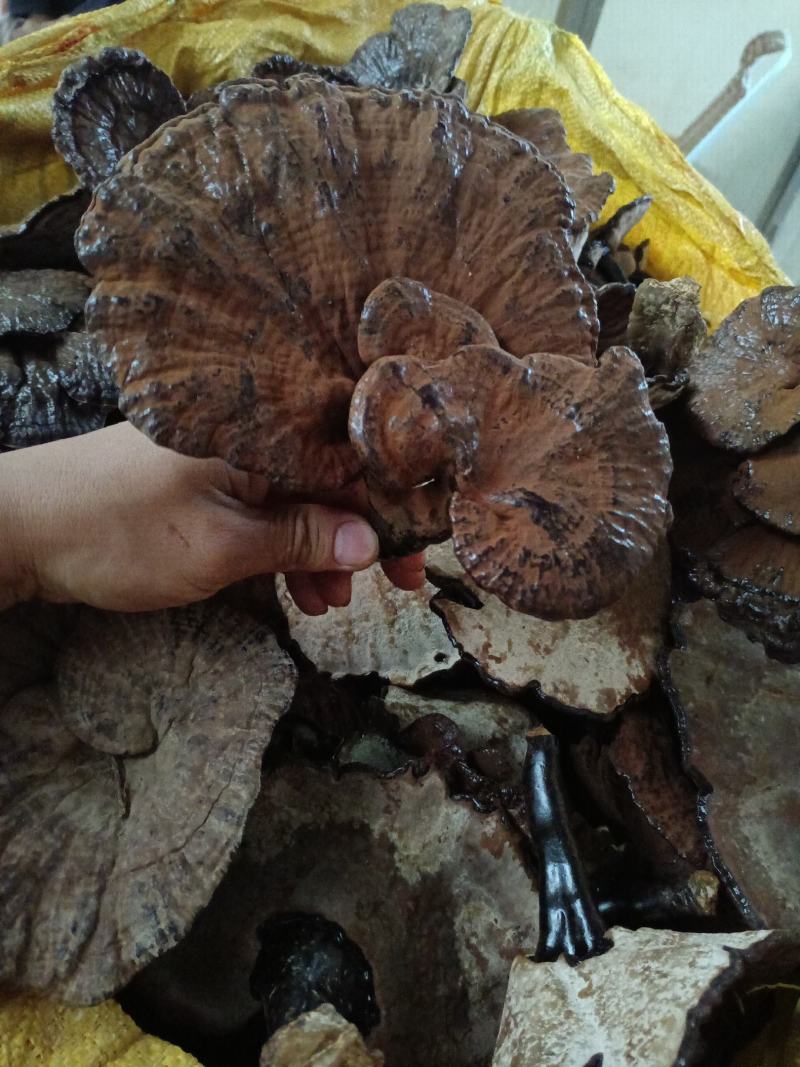 紫灵芝不苦江西灵芝黑灵芝