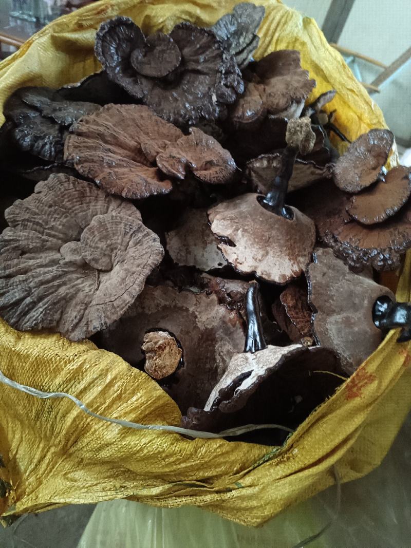 紫灵芝不苦江西灵芝黑灵芝