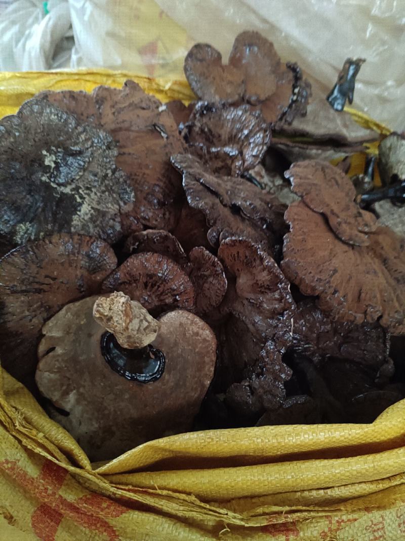 紫灵芝不苦江西灵芝黑灵芝