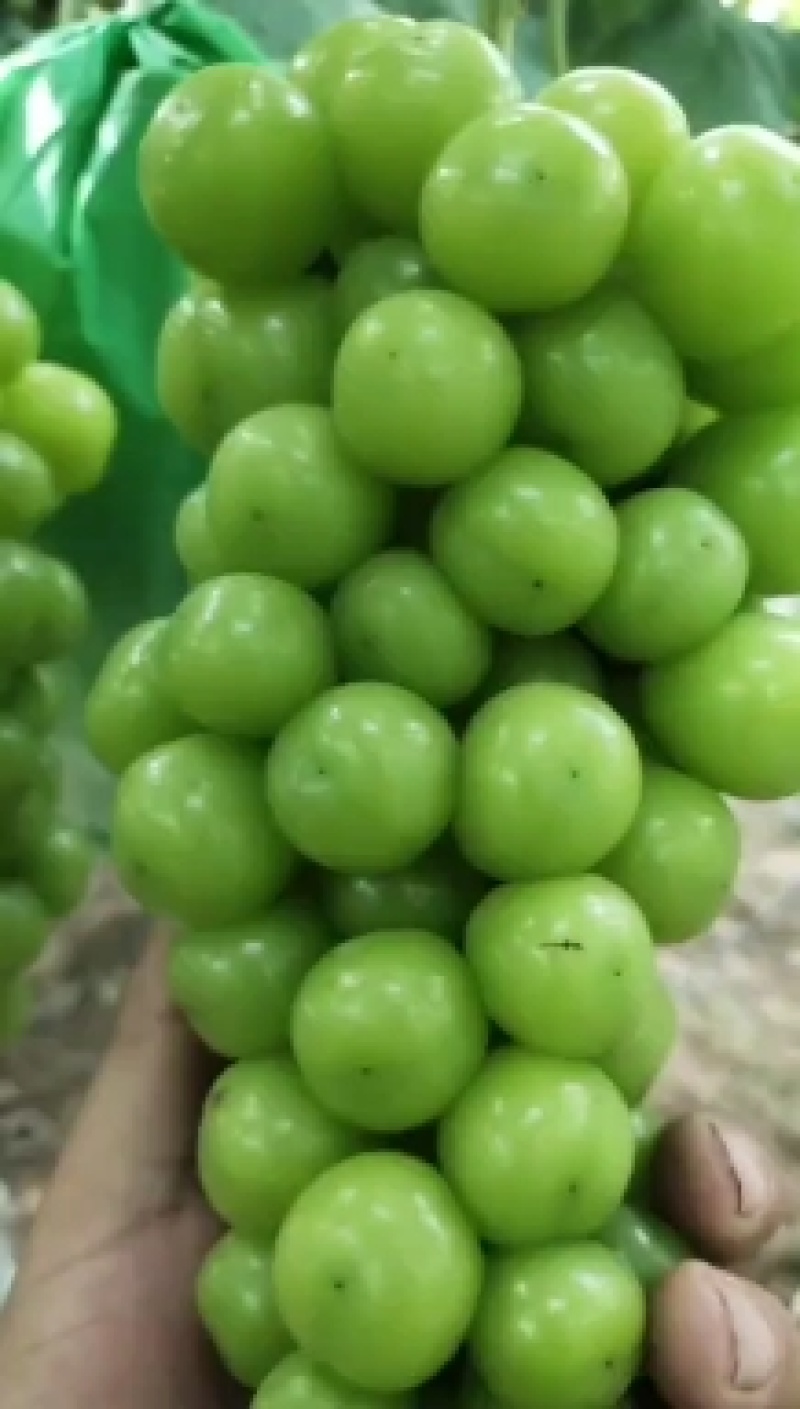 夏邑万亩阳光玫瑰基地，电商，商超市场，，大量供应。