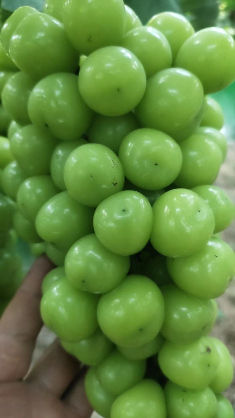 夏邑万亩阳光玫瑰基地，电商，商超市场，，大量供应。