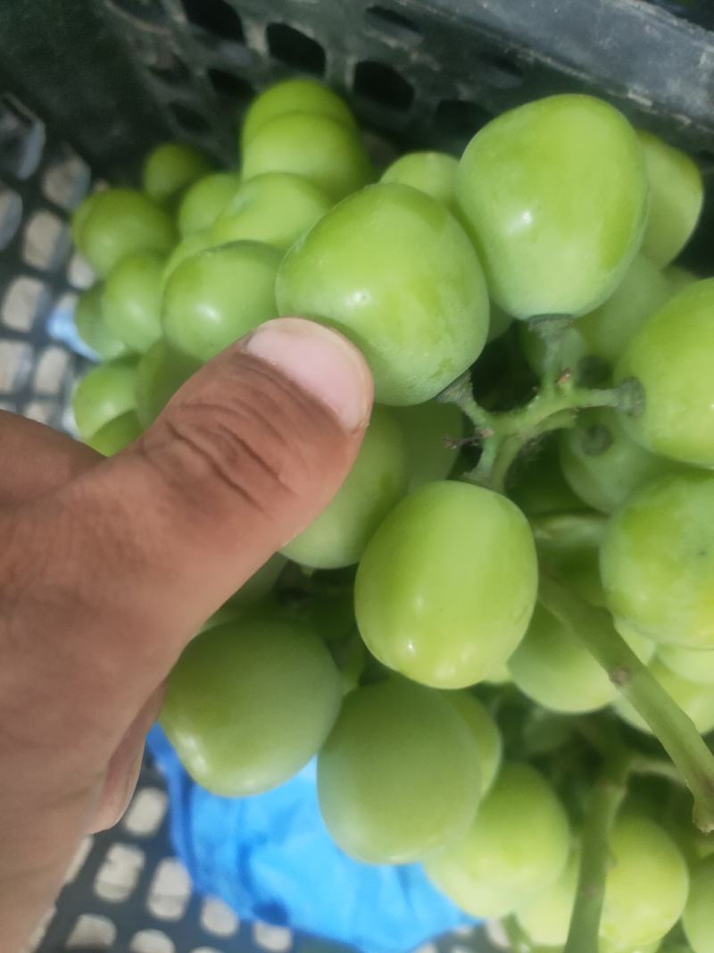 夏邑万亩阳光玫瑰基地，电商，商超市场，，大量供应。