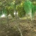 夏邑万亩阳光玫瑰基地，电商，商超市场，，大量供应。