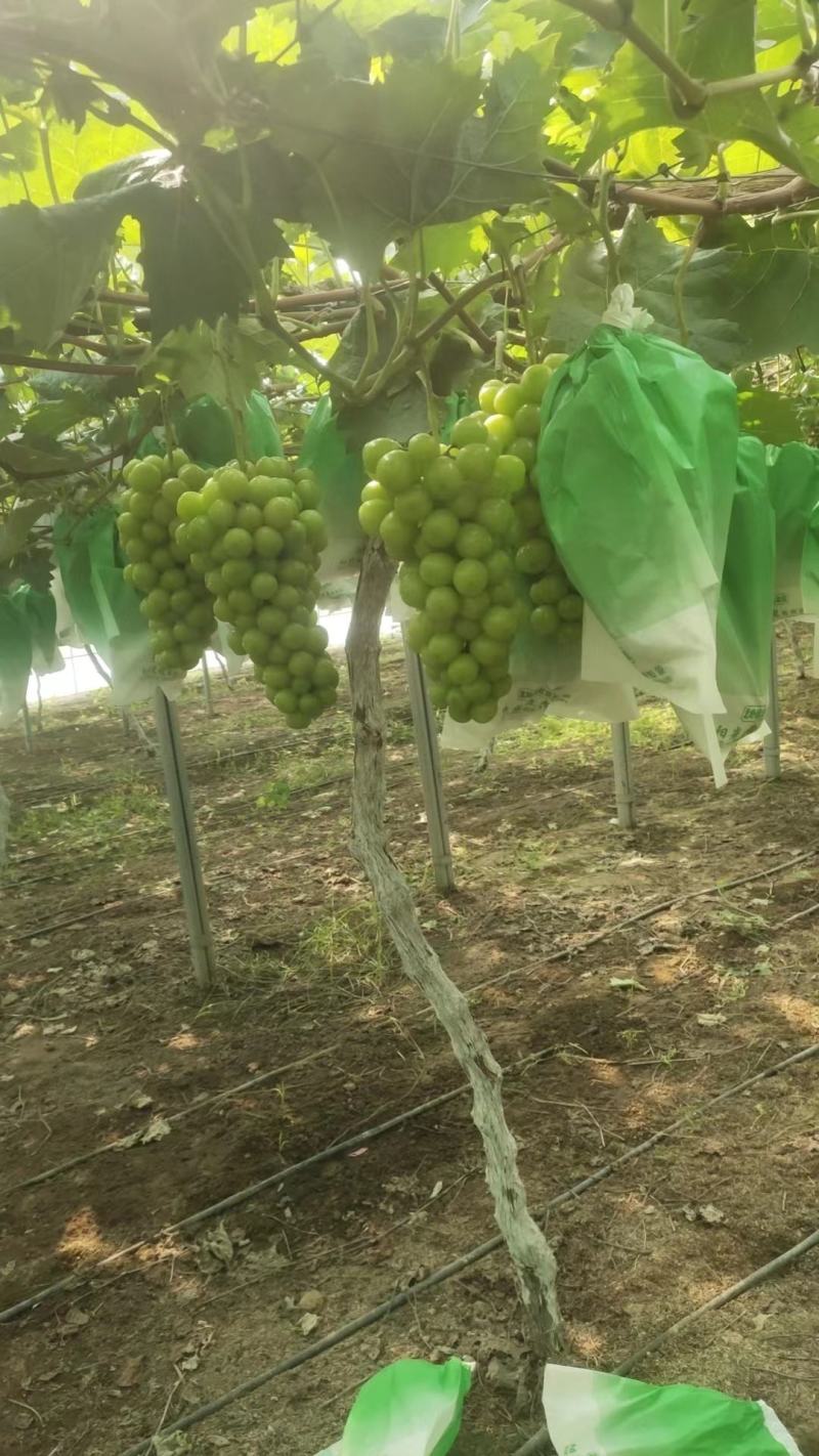夏邑万亩阳光玫瑰基地，电商，商超市场，，大量供应。