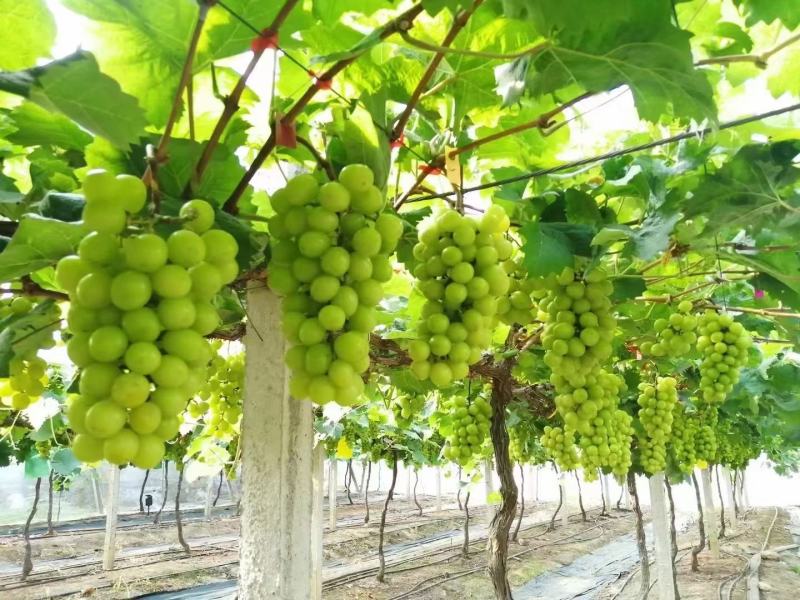夏邑万亩阳光玫瑰基地，电商，商超市场，，大量供应。
