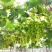 夏邑万亩阳光玫瑰基地，电商，商超市场，，大量供应。