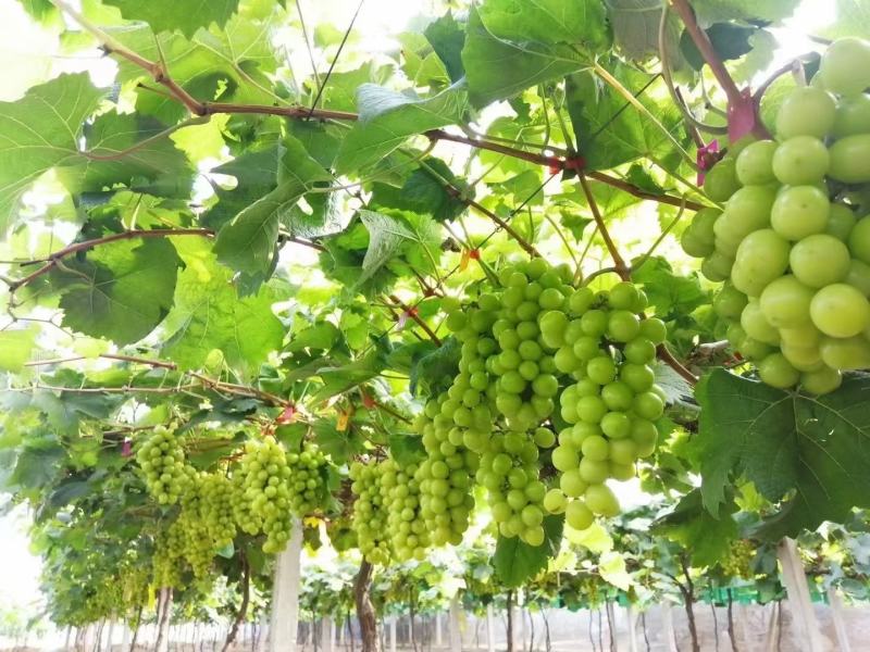 夏邑万亩阳光玫瑰基地，电商，商超市场，，大量供应。
