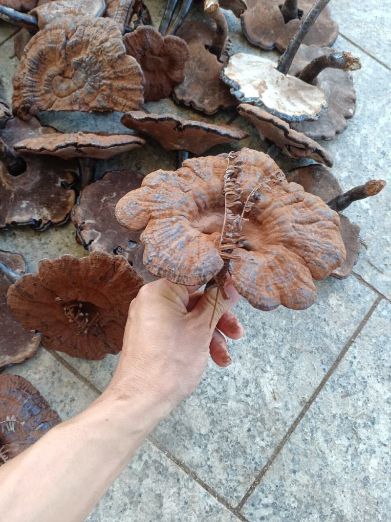 带粉紫灵芝长脚不苦黑灵芝江西灵芝