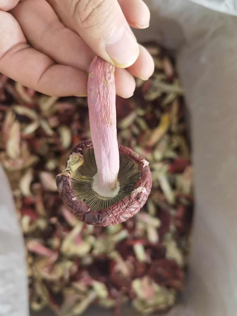 红菇正红菇大标菇2023新货