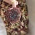 红菇正红菇大标菇2023新货