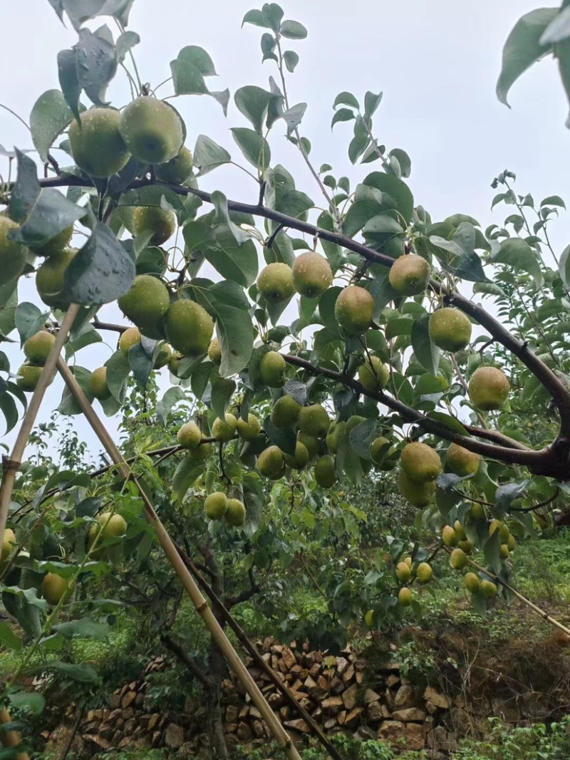 红香酥梨大量上市一手货源支持视频看货价格可谈