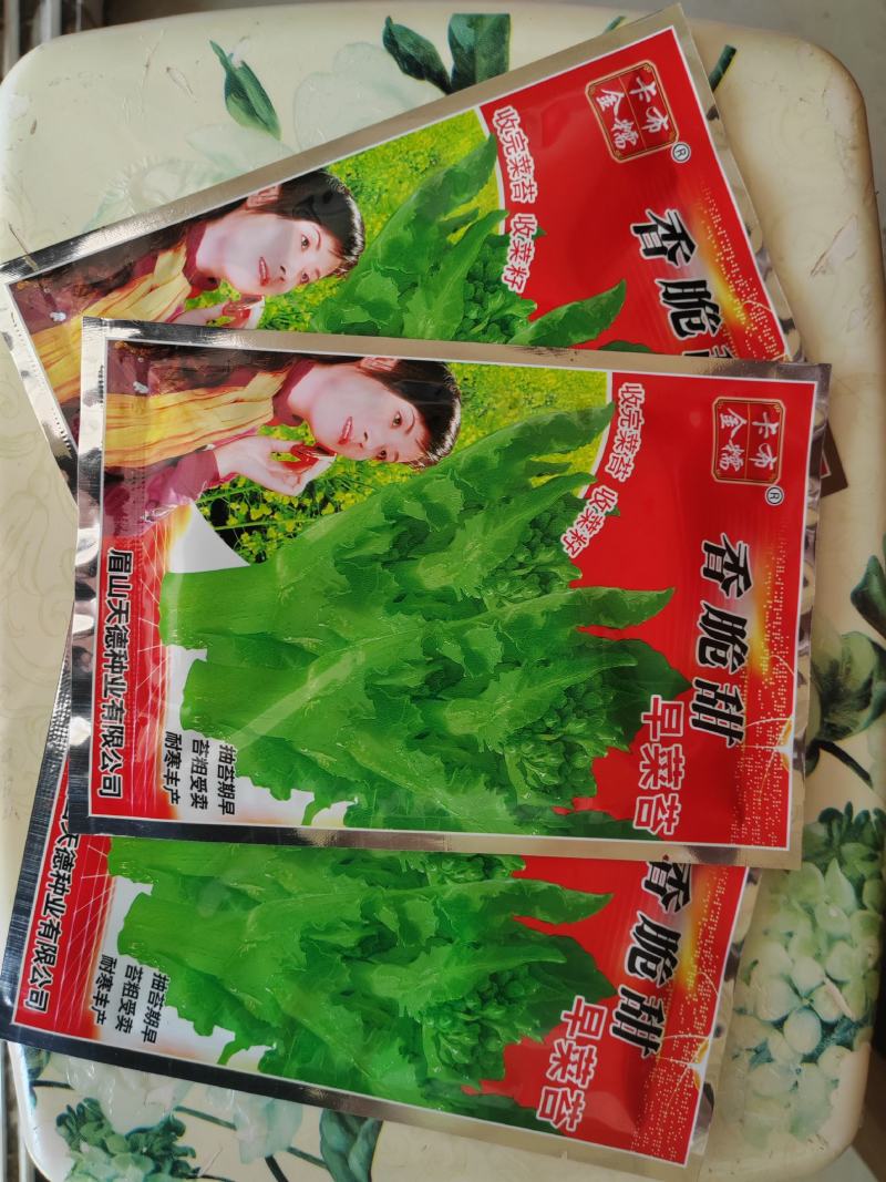 矮杆早油菜种子矮荚早油菜种子菜苔菜籽兼收形
