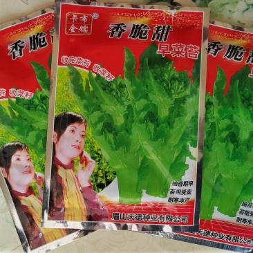 矮杆早油菜种子矮荚早油菜种子菜苔菜籽兼收形