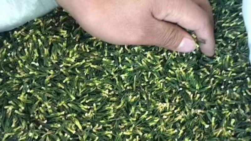 今年新出干莲子心，手工通心干莲心大量批发